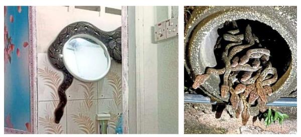 Urban jungle: A family in Kuala Pilah, Negri Sembilan, had an uninvited guest in the form of a reticulated python recently, while baby pythons were spotted in a drain in Section 20, Shah Alam, last month.